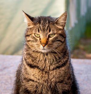 katze_portrait